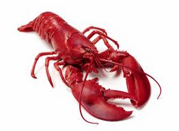 Free Lobster Dinner