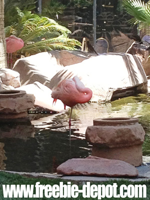 Free Las Vegas Stuff Flamingo