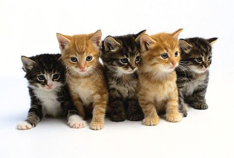 FREE Cats & Kittens