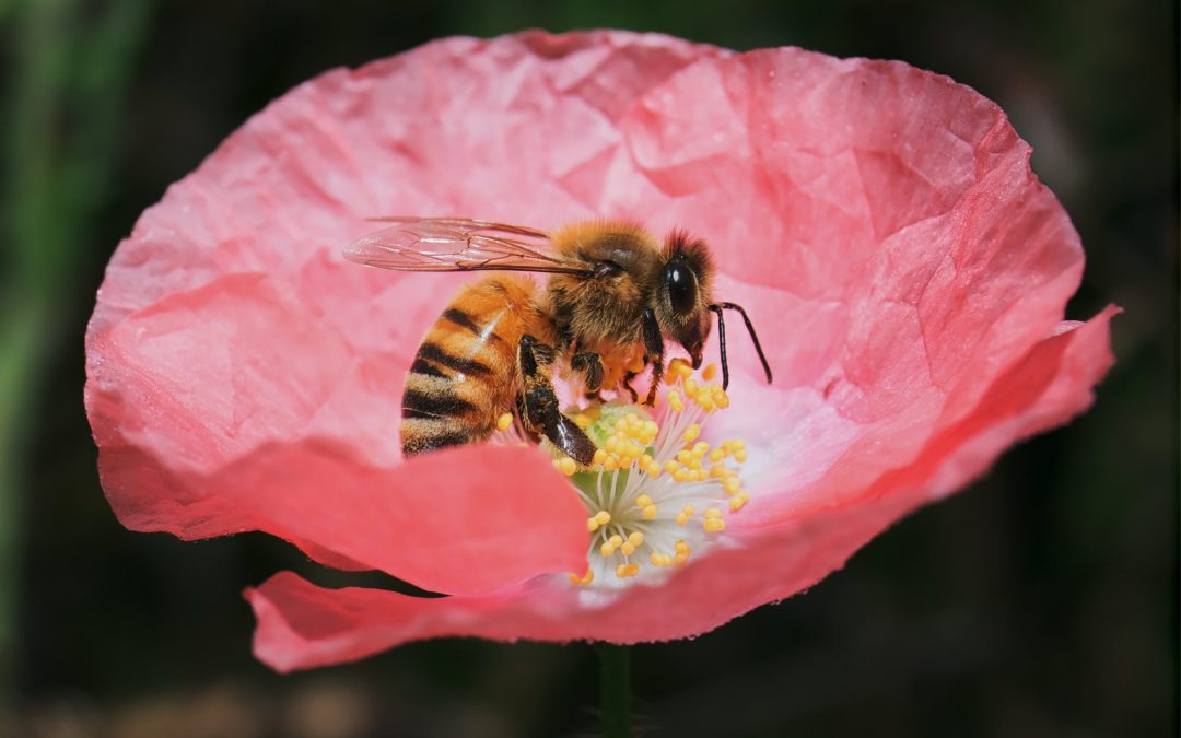 FREE SAMPLE – Pollen Power Bee Pollen