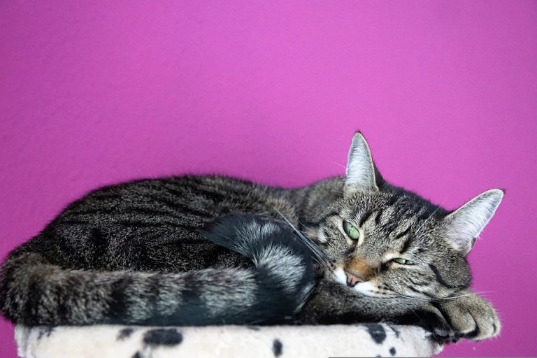 CATURDAY FREEbies FREE Stuff for Cats & Cat Lovers! Freebie Depot