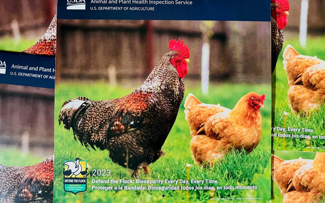 FREE 2023 Chicken Calendar – LIMIT 5!!! While They Last!