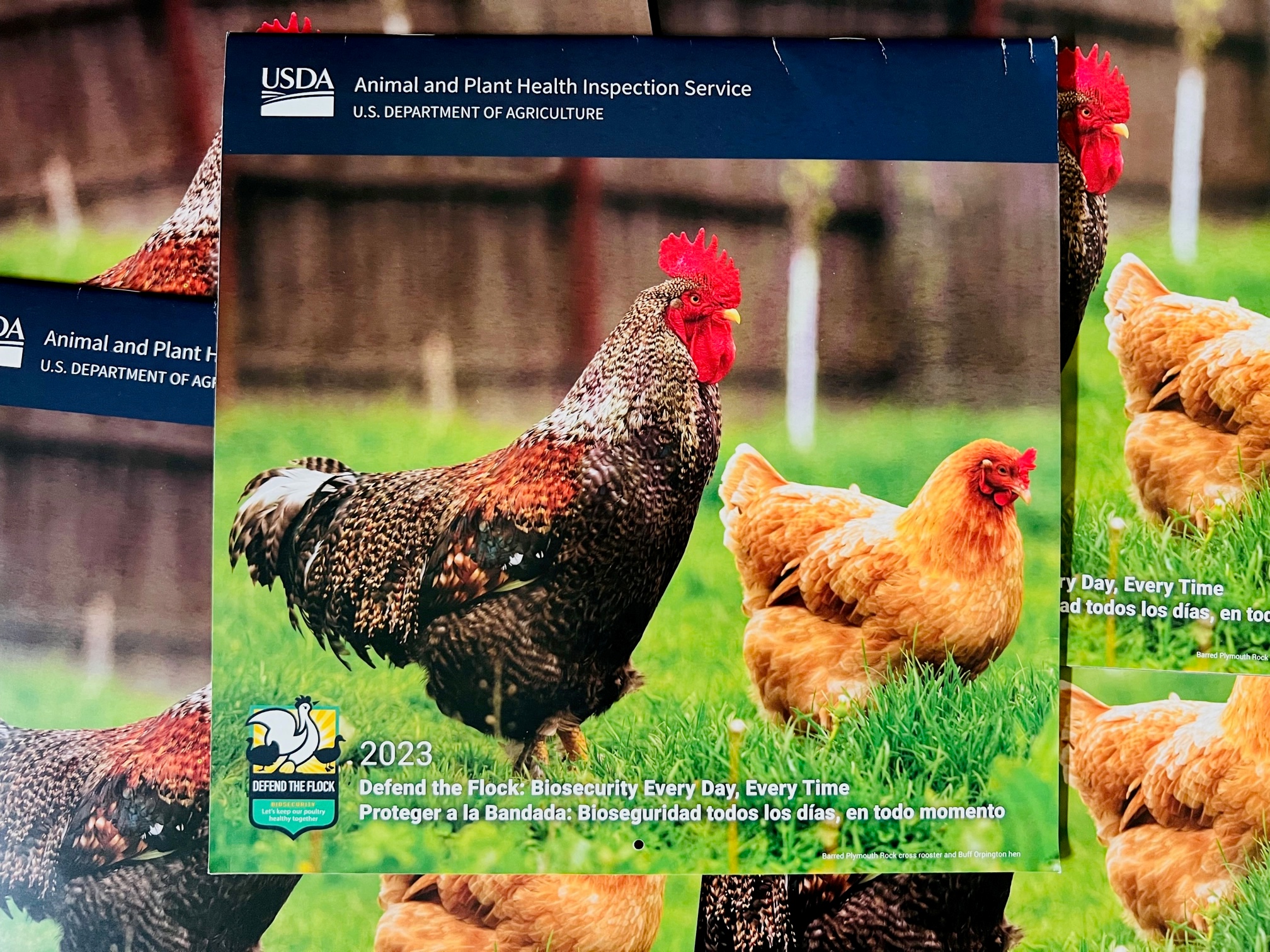 FREE 2023 Chicken Calendar – LIMIT 5!!! While They Last! | Freebie Depot