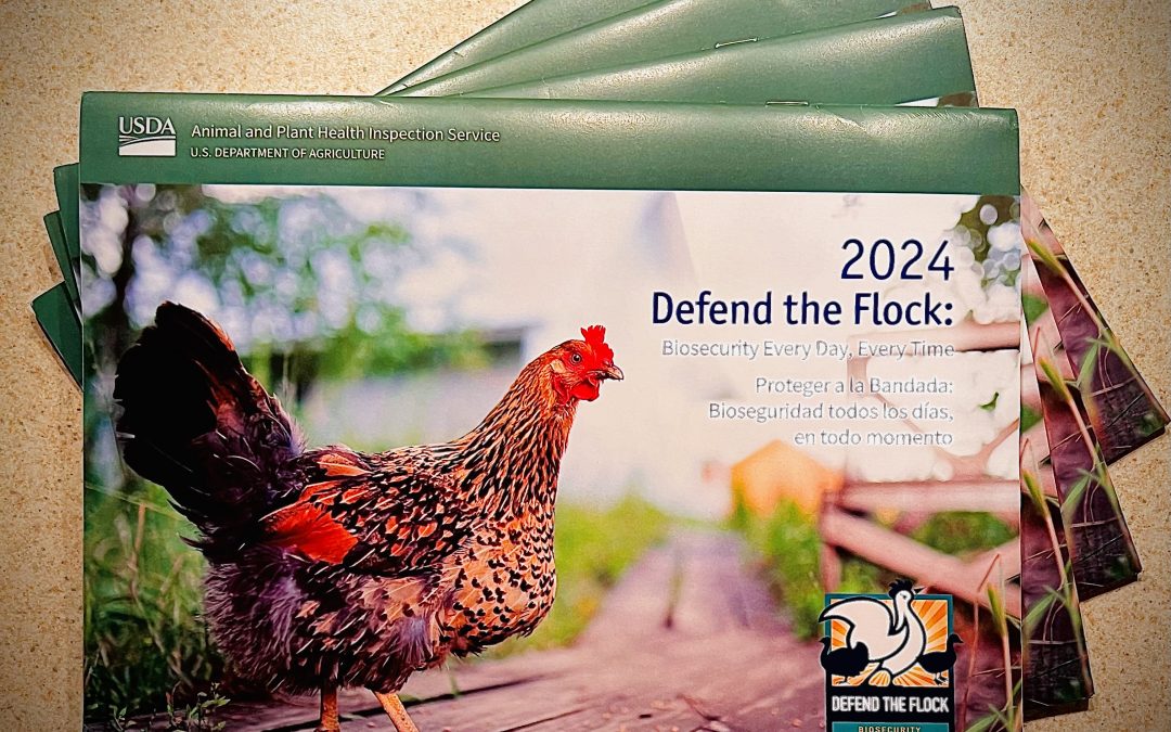 FREE 2024 Chicken Calendar – LIMIT 4!!! While They Last!