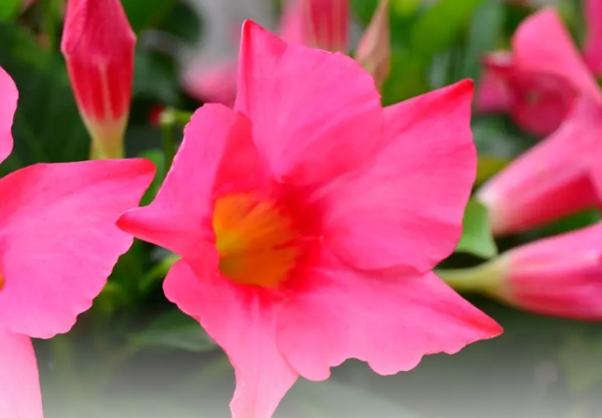 FREE Rio Dipladenia Flowering Annual from Home Depot – $6.98 Value